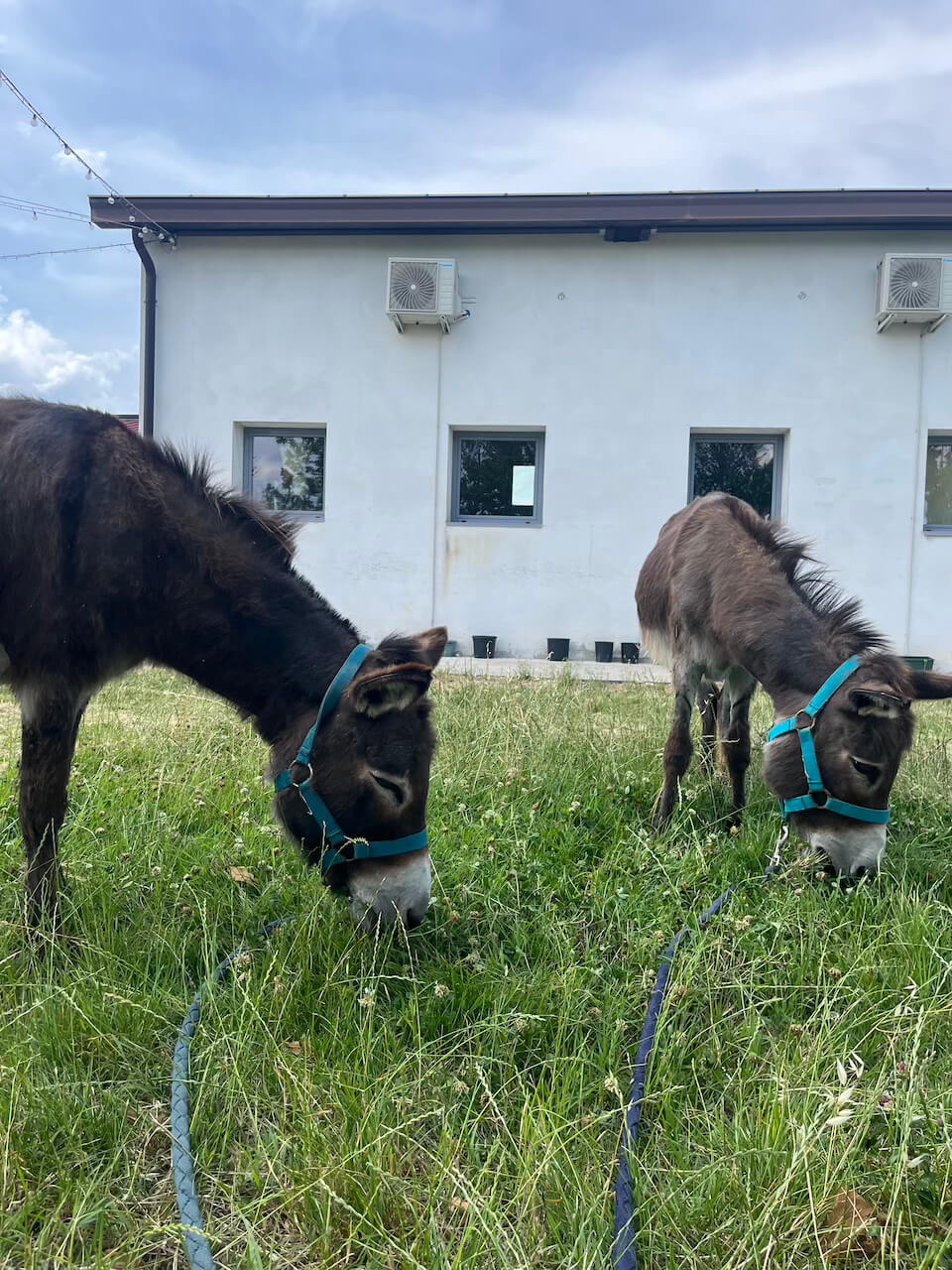 Naše dva somáriky - Lady a Martina
